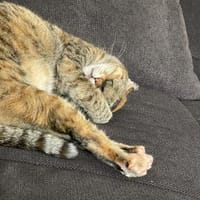 Einzelprinzessin Lili, Katze zur Adoption