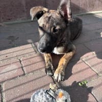 Welpe Wisey wartet in Hamburg auf Dich!, Hund zur Adoption