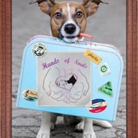 Wir suchen dringend Pflegestellen, Hund zur Adoption