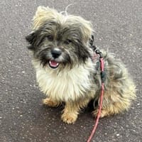 Kinder- und Hühnerfreund Struppi, Hund zur Adoption