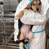 Bonnie wartet auf ihr Traumzuhause, Hündin zur Adoption