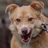 Tally - sensible Hündin, Hündin zur Adoption