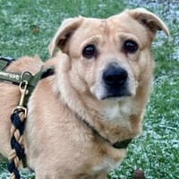 Zino - wartet in 65779 Kelkheim, Hund zur Adoption