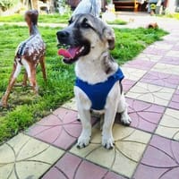 Joy ein sehr freundliches Kerlchen, Hund zur Adoption