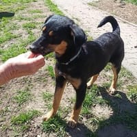 Mira - verspielter Welpe, Hündin zur Adoption