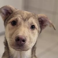 Savio - wartet in 96160 Geiselwind, Hund zur Adoption