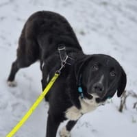 Joschi sucht seine Familie für immer, Hund zur Adoption