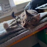 Nelly - verschmuste Katze, Katze zur Adoption