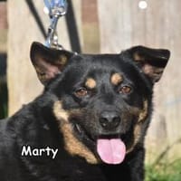 MARTY, Hündin zur Adoption