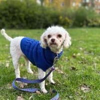 Für-Immer-Zuhause für Curly gesucht, Hündin zur Adoption