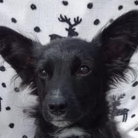 TWIX-selbstbewußter, aktiver Welpen-Rüde, Hund zur Adoption