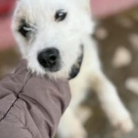 Nussini Terriermix / PLZ 82284, Hündin zur Adoption