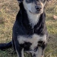 Klein Yaya ist aufgeschlossen und lieb, Hündin zur Adoption