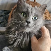 Prinzess, Katze zur Adoption