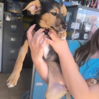 Aurora, Hündin zur Adoption