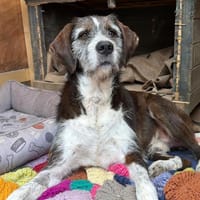 Unkomplizierter Freund fürs Leben HARLEY, Hund zur Adoption