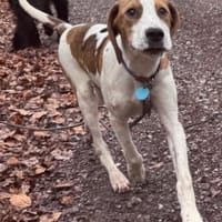 Sunny hübsche Seele bei München, Hündin zur Adoption