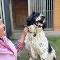 Hunter wartet so sehr auf ein Zuhause, Hund zur Adoption