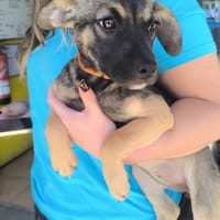 Lucy, Hündin zur Adoption