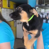 Logan, Hund zur Adoption