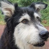 Ciccio-wartet auf Pflegestelle in Berlin, Hund zur Adoption