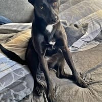 Bella auf einer Pflegestelle, Hündin zur Adoption