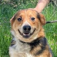 LEO sucht Familienanschluss, Hund zur Adoption