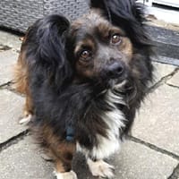 Filou, ein lieber Schmusebär wartet, Hund zur Adoption