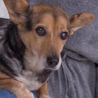 Pita - wünscht sich einen Altersruhesitz, Hündin zur Adoption