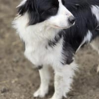 Wunderschöner Toffee, Hund zur Adoption