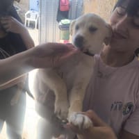 Sullivan, Hund zur Adoption