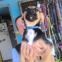 Rudi, Hund zur Adoption