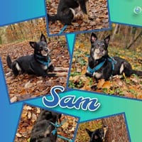 Rüde Sam auf PS in 90571, Hund zur Adoption