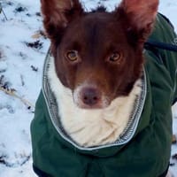 Traumhündin Cleo - sensible Begleiterin, Hündin zur Adoption