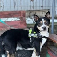 Cory sucht ein geduldiges Zuhause, Hund zur Adoption