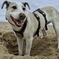 Molly sucht ein stabiles Zuhause, Hündin zur Adoption