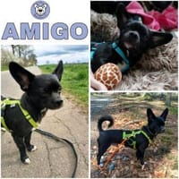 AMIGO -Bringt gute Laune mit-, Hund zur Adoption