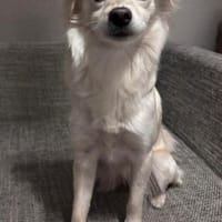 Lebensfrohe Maja sucht ihre Menschen, Hündin zur Adoption