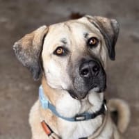 Yara  großes Mädchen träumt von ..., Hündin zur Adoption