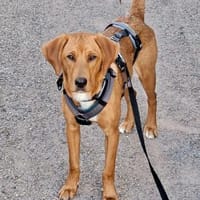 Miri W 8/25, Hündin zur Adoption