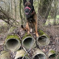 Albert su. hundeerfahrene Besitzer, Hund zur Adoption