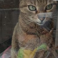 Amica ~ 6 Jahre w, Katze zur Adoption