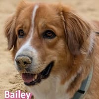 Bailey - aufmerksam und sensibel, Hündin zur Adoption