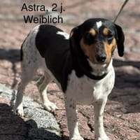 Astra sucht ihr Für-immer-Zuhause, Hündin zur Adoption