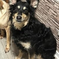 Liebevolle Jojo sucht liebevolle Familie, Hündin zur Adoption