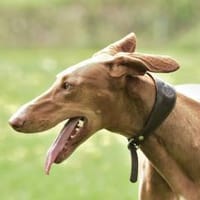 Wundervolle Fely sucht ihr Glück, Hündin zur Adoption