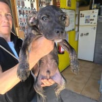 Jackson, Hund zur Adoption