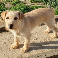 Kleiner Robi aus dem Tierschutz, Hund zur Adoption