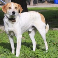 Traumhund Doby - bereits in Deutschland!, Hund zur Adoption