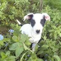 Lilo ein verschmustes Mädchen, Hündin zur Adoption